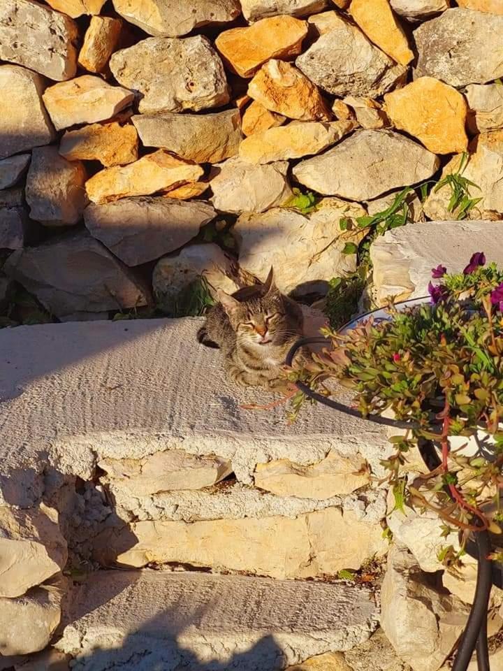 Villa Moja Posebna Kuca Na Osami Kraj Mora Vis Zimmer foto